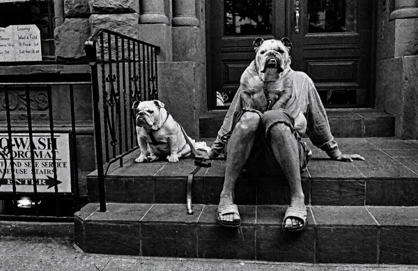 Two bulldogs and a person in sandals sitting on a brownstone stoop